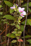 Fringed meadowbeauty